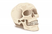 Realistic Vector Skull