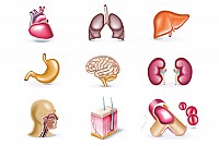 Human Organs Vector Icons