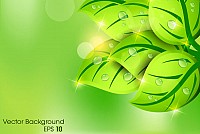 Green Leaf Spring Background Vector