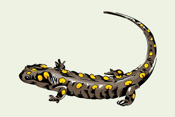 Vector Lizard