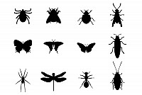 12 Insects Vector Silhouettes