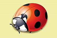 Cute Ladybug Vector