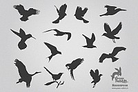 Birds Silhouettes Vector Stock